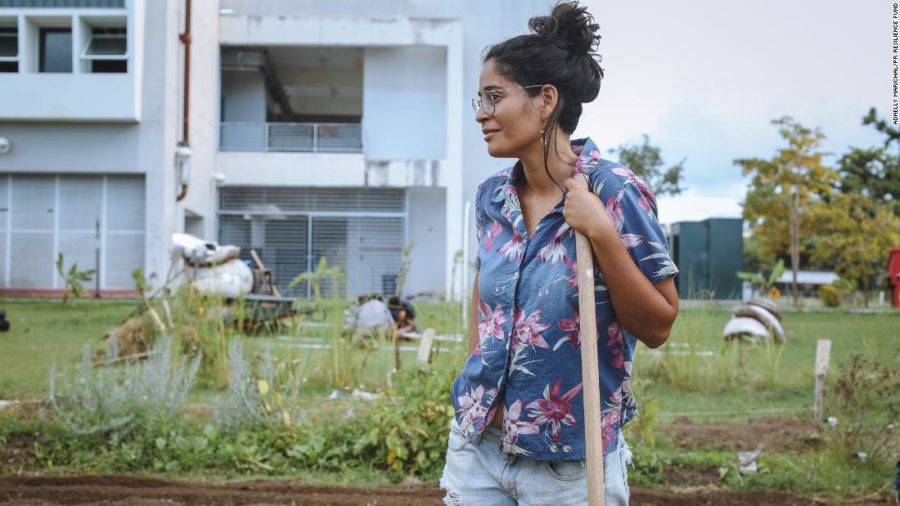 A volunteer planting new crops in the University of Puerto Rico’s garden “Huerto Semilla.”  