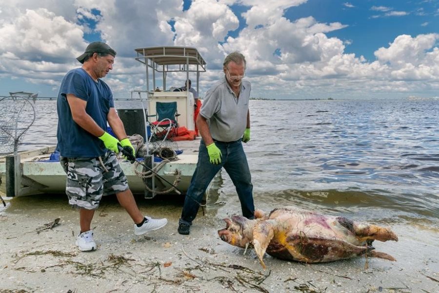 Officials comes across sea turtle corpse due to the red tide in palm beach county. 