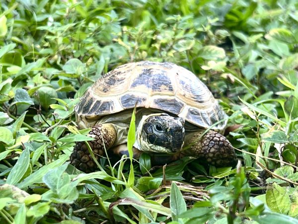 Pictured is the The Russian tortoise, Testudo Horsfieldii, an endangered species.