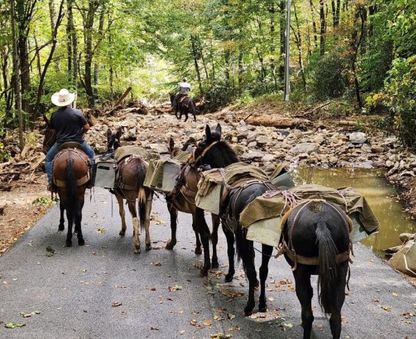 Mike Toberer and Zack Toberer leading mules